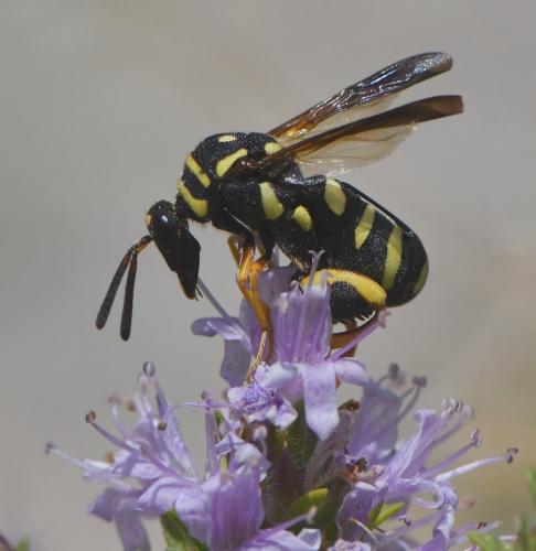 Leucospis gigas